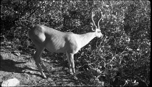 Deer, Mule Deer buck, Sunset Rock