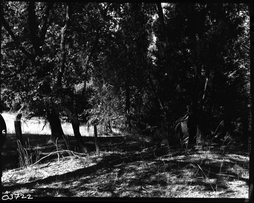 Kaweah Colony, Mess Hall side, below Colony Mill Ranger Station