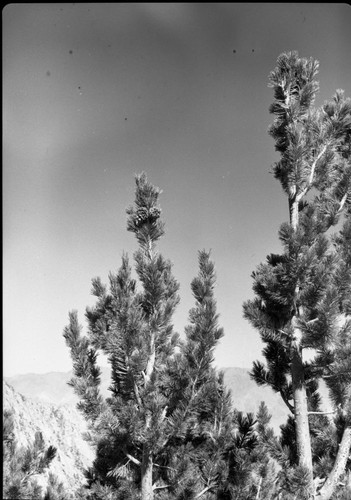 Limber Pine, top of young tree showing cones