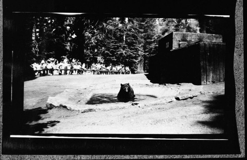 Bears and Bear Damage, Bear in tub at Bear Hill