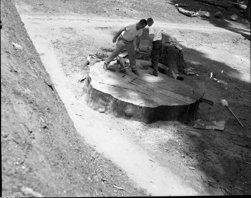 Giant Sequoia Sections, Cutting Section for University of Pennsylvania Carbon 14 Lab. Cut from felled leaning tree near lodge. Section 14"x2'x6