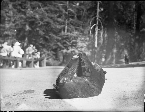 Bears and Bear Damage, Bear feeding at Bear HIll