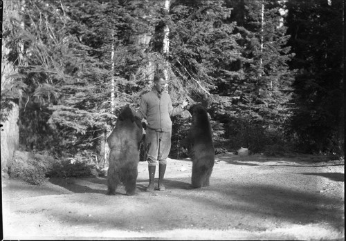 Bears and Bear Damage, Ranger feeding bears at Bear Hill