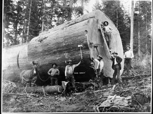 Converse Basin, Logging, Water mule by Admiral Dewey Tree. Ca. 1900. Misc. Groups