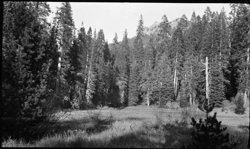 Misc. Meadows, Montane Meadow Plant Community, Willow Meadow on trail to Twin Lakes