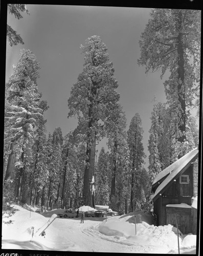 Winter Scenes, Giant Forest Village in snow. Concessioner Facilities. Sentinel Tree