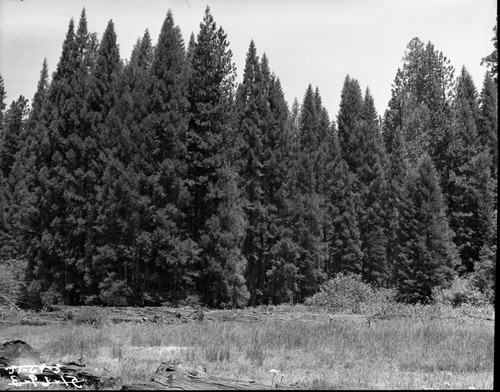 Miscellaneous Meadows, Redwood Meadow and Giant sequoias. Montane Meadow Plant Community