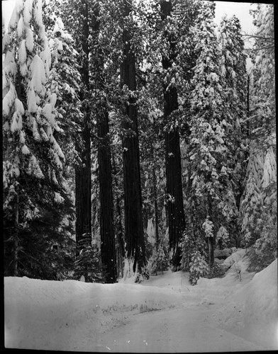 General Sherman Tree area, Giant Sequoia Winter Scenes