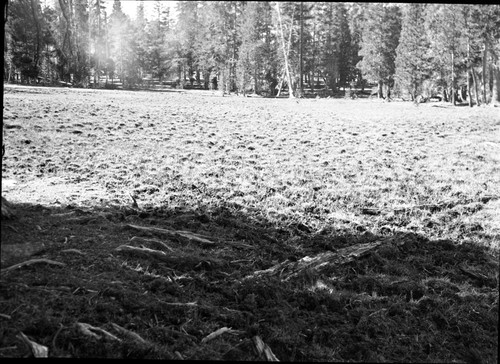 Meadow studies, Ellis Stringers, showing chopped up ground of wetter part. Grass remnants 3" to 4" mostly grown since cattle were removed. Misc. Meadows