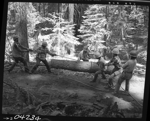 Construction, YCC Crew working on Congress Trail setting logs for benches