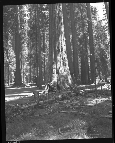 Hazard Trees, Sequoia No. M-12