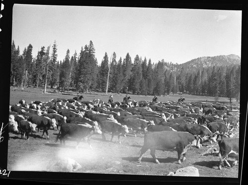 Grazing, Meadow Studies, Misc. Meadows. Rowell Roundup. Light leak