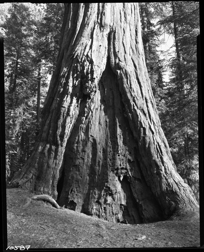 Giant Sequoia