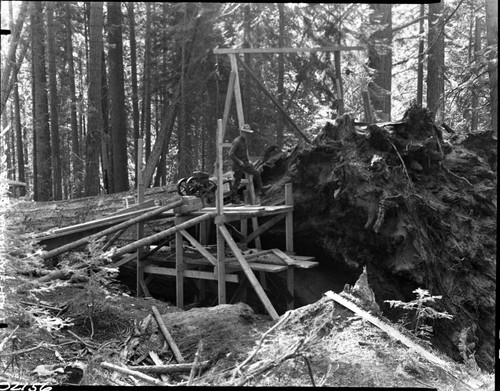 Giant Sequoia Sections, fallen sequoia having section removed for San Diego Exposition. Individual unidentified