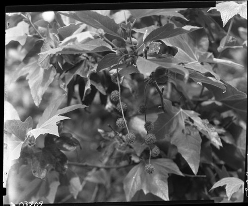 Misc. trees, foliage, cones, fruits. Western Sycamore