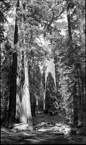 Lincoln Tree. Giant Sequoia