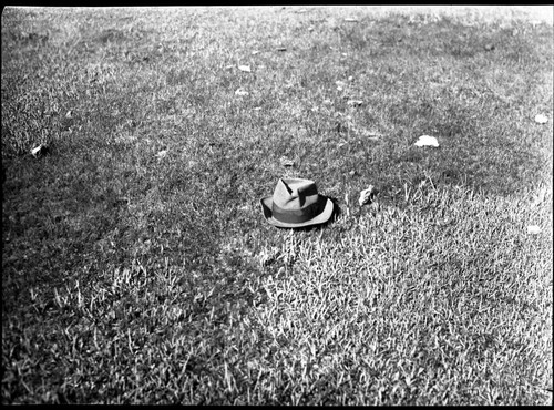 Meadow studies, half way on west side of Williams Meadow. Two sedges note separating line. Figure 163 Armstrong Report