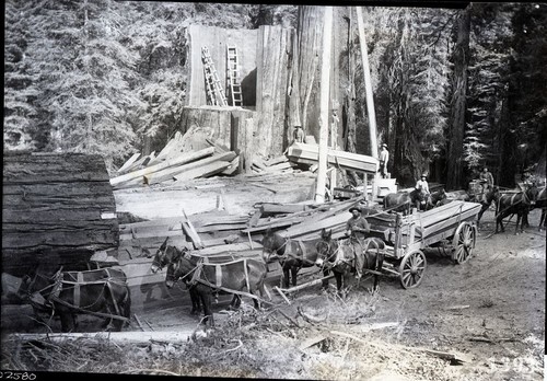 Giant Sequoia Stumps, Logging, Fallen Sequoias, Centennial Stumps, cutting tree (1892)