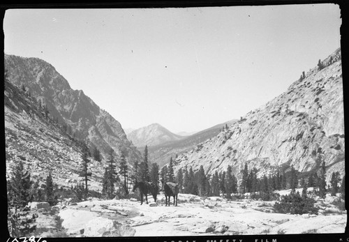 Misc. Canyons, Misc. Gaps and Passes. Cloud Canyon with Avalanche, Pass in Background. "Stock Use" after Passes