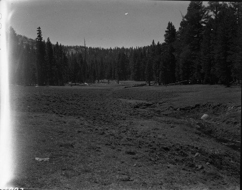 Meadow Studies, Field notebook pg 1095. Misc. Meadows