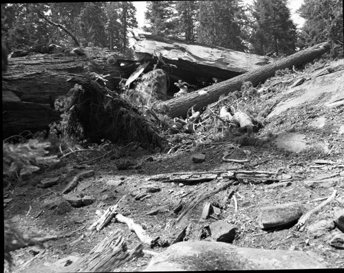 Buttress Tree, The day it fell, showing damage