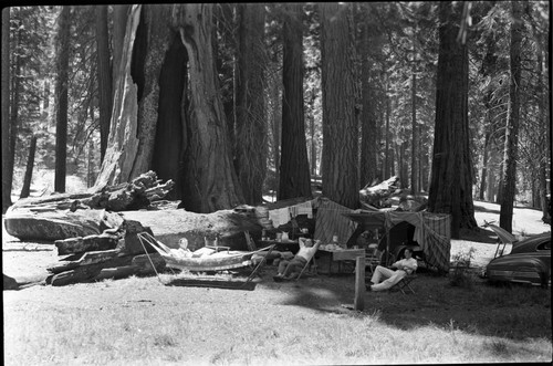 Camping, Camping among the Big Trees