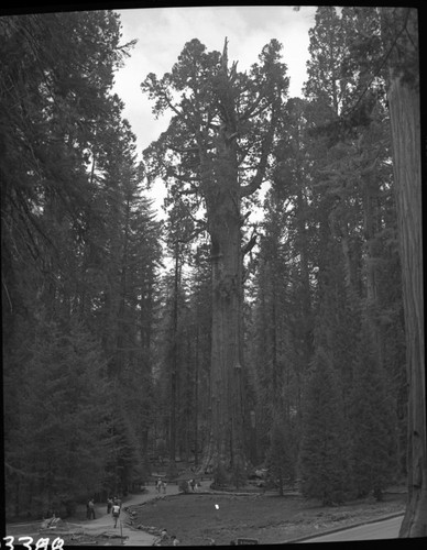 General Sherman Tree