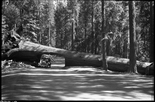 Tunnel Log, old vehicles through log. Vehicular Use