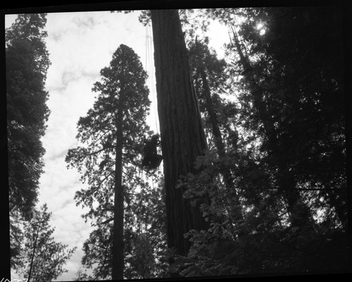 Research, Misc. Resource Management Concerns, Giant Sequoia. Elevator Tree in Dr. Hartesveldt's research area on Redwood Mountain