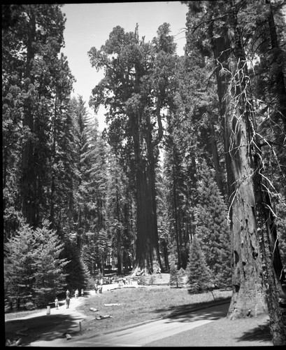 General Sherman Tree, full