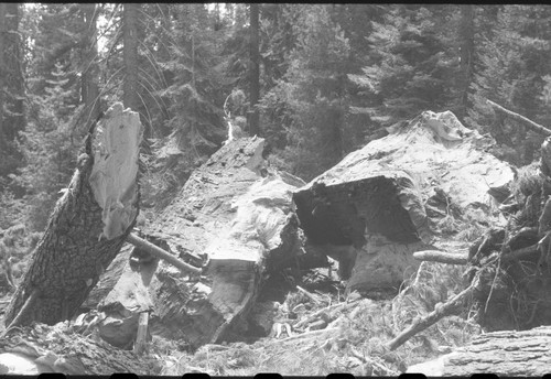 Buttress Tree, Just after it fell