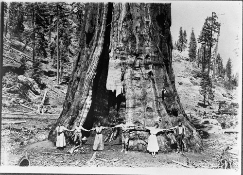 Giant Sequoia Stumps, Misc. Groups, Burnt Monarch, group photo