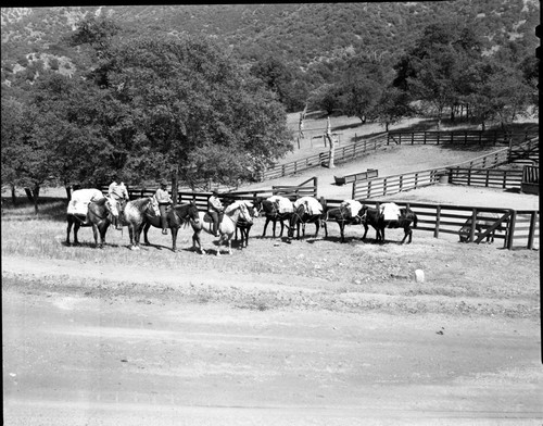 NPS Groups, Training Mule Pack String, Corrals. Roy Lee Davis, Jr. pictured, stock use