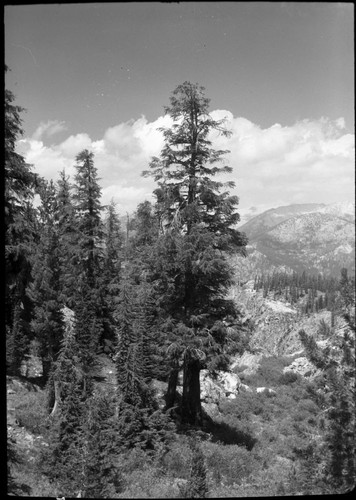 Mountain Hemlock, head of Crystal Creek. Remarks: Estimated largest in U.S., 72 inches around base