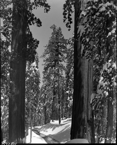 Winter Scenes, Generals Highway, Vehicular Use