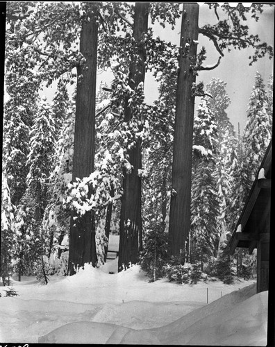 Winter Scenes, Giant Forest area, Giant Sequoia Winter Scenes