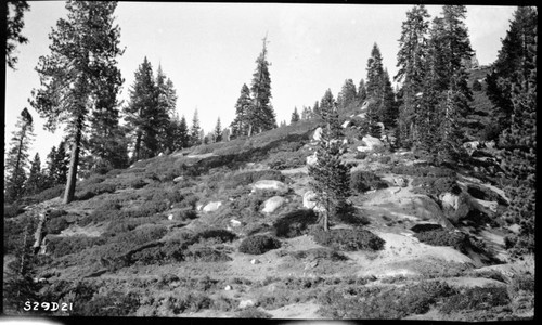 Trails, Mixed Coniferous Forest, showing nature of territory traversed from station 330 ahead. This is about station 365