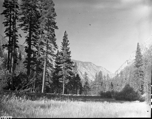 Simpson Meadow, Montane Meadow Plant Community