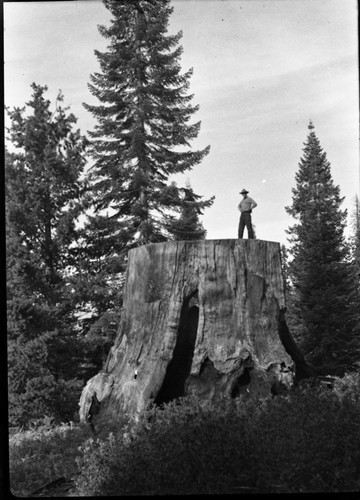 Misc. Named Giant Sequoias, Chicago Stump, Col. White