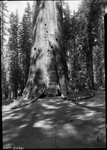 General Sherman Tree, view of base. Signs