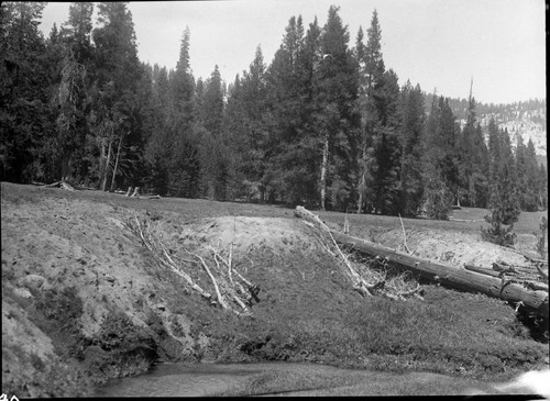 Meadow studies, brush holding incipient gully along lower Sugarloaf Creek. Note grass becoming established on the brush and poles. Check dam is nos. 06938, 06939. Fig 139 Armstrong Report. Misc. Reso