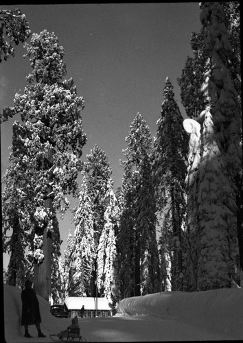 Giant Sequoias, Winter Scenes, Sentinel Tree in snow