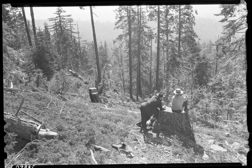 Logging, Cut-over land near Wortman's Mill