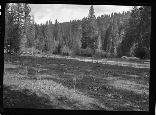 Meadow studies, looking north downstream to show rest of possible meadow, meadow is cut up some and being invaded by weeds and trees. Note grazing lines on the willows in background. Misc. meadows