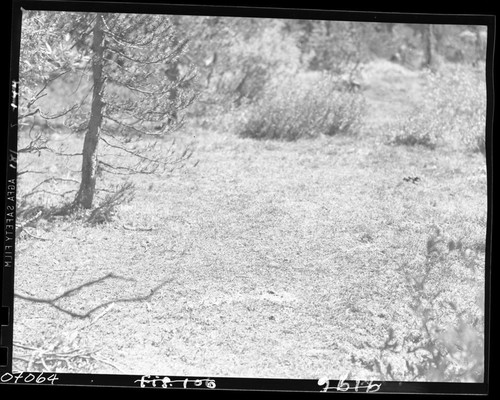 Meadow studies, Deer Meadow, near small corral below the trail, showing extensive damage to vegetation