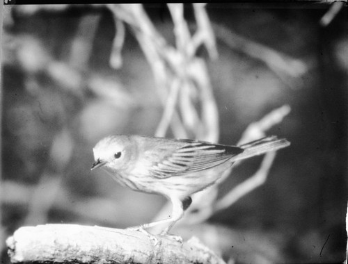 Misc. Birds. Yellow Warbler