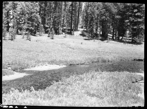 Meadow studies, undamaged meadow in seldom visited Lost Canyon. Misc. Creeks, Lost Canyon Creek