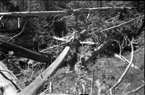 Meadow Studies, #3 shows log "jam" with grasses growing on bottom in wash. Misc. resource management concerns