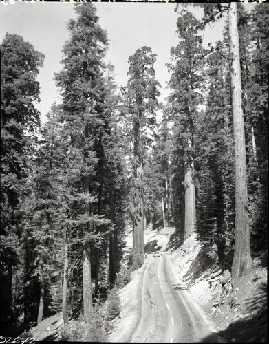 Giant Sequoias, Generals Highway, near Sherman Tree