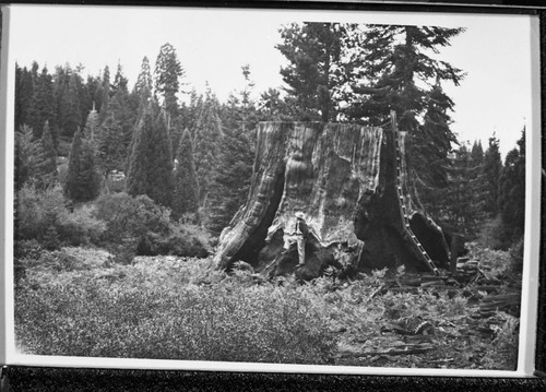 Giant Sequoia Stump, Chicago Stump